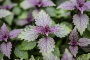 Read more about the article The Kitchen’s Cough – Relief Gem: Perilla Seeds for Women’s Health