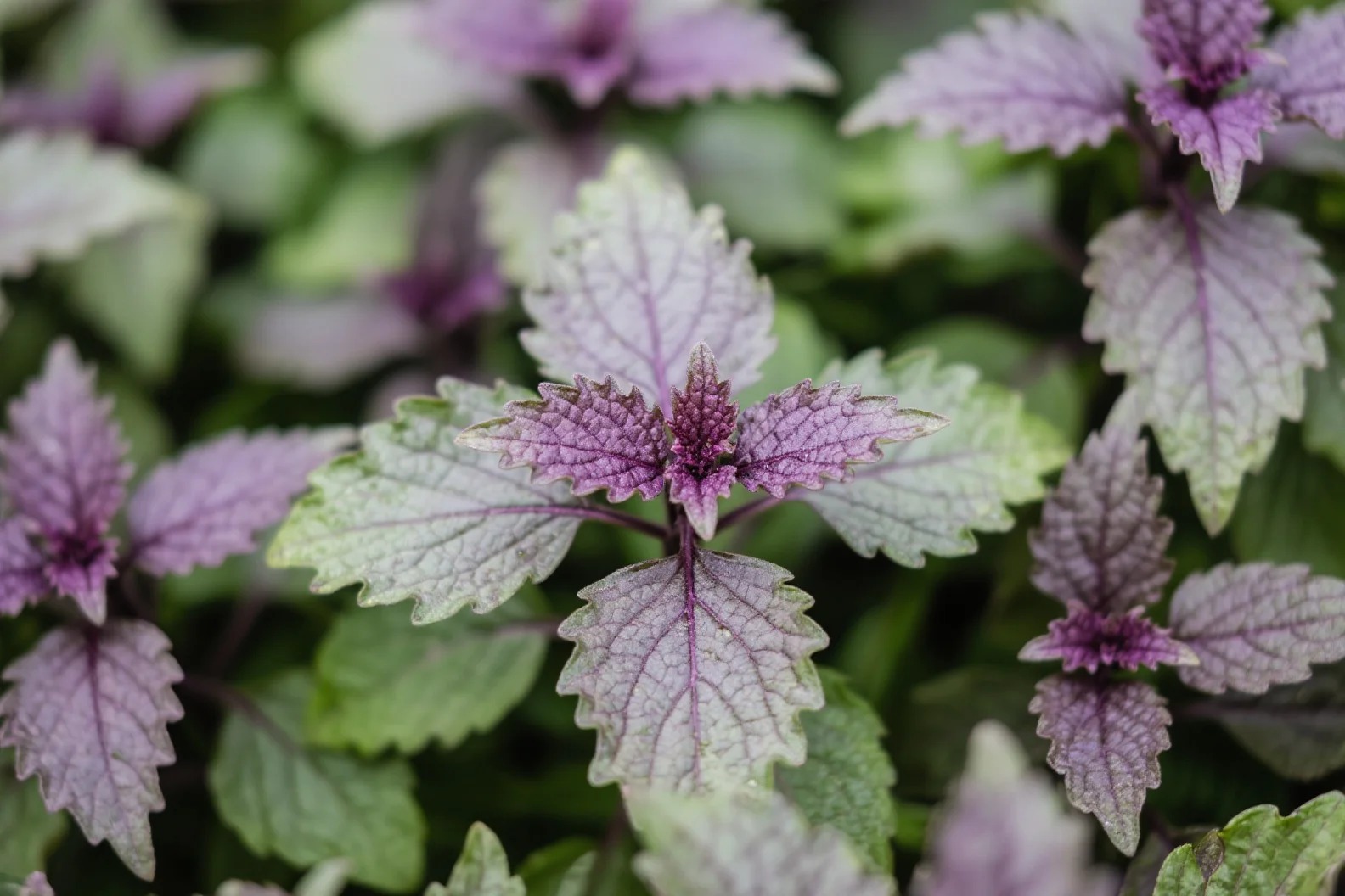 You are currently viewing The Kitchen’s Cough – Relief Gem: Perilla Seeds for Women’s Health